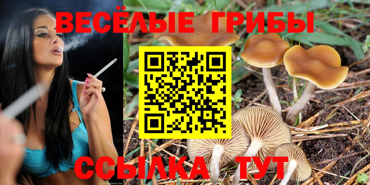 Псилоцибиновые грибы Psilocybine cubensis Карачаевск